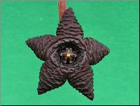 Stapelia aff similis